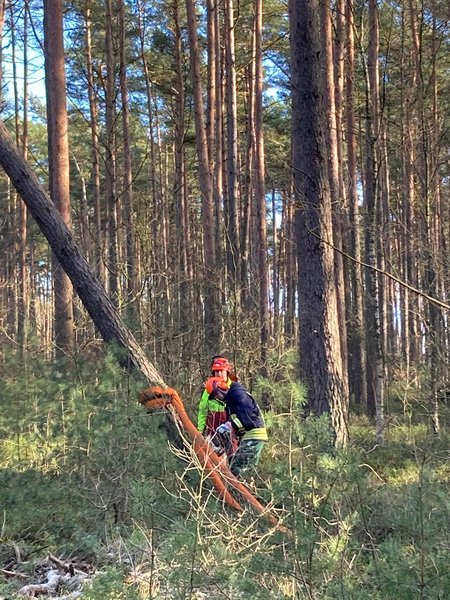 Feuerwehrkamerad wird beim Baum sägen angeleitet